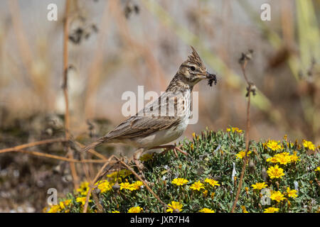 Thekla lark (galerida theklae) raccogliere gli insetti sul terreno, Foto Stock