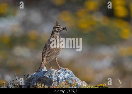 Thekla lark (galerida theklae) raccogliere gli insetti sul terreno, Foto Stock