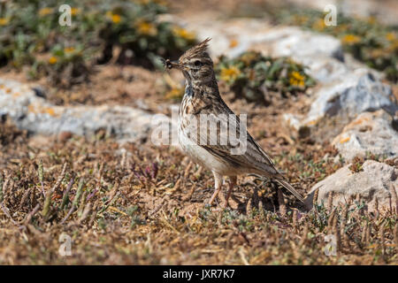 Thekla lark (galerida theklae) raccogliere gli insetti sul terreno, Foto Stock