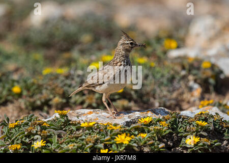 Thekla lark (galerida theklae) raccogliere gli insetti sul terreno, Foto Stock