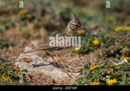 Thekla lark (galerida theklae) raccogliere gli insetti sul terreno, Foto Stock