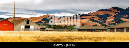 In California il panorama del paesaggio con golden colline verdi vigne e ranch edifici. Foto Stock