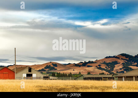 In California il rotolamento golden hills punteggiato di alberi di quercia, verde di vigneti e ranch edifici. granaio rosso. paesaggio panoramico. Foto Stock