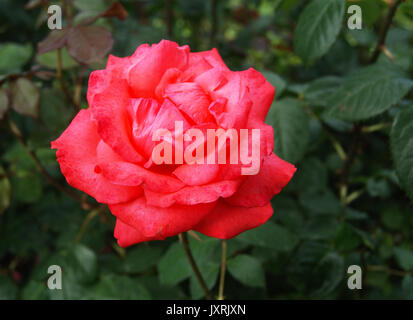 Single red rose su sfondo verde scuro in giardino Foto Stock