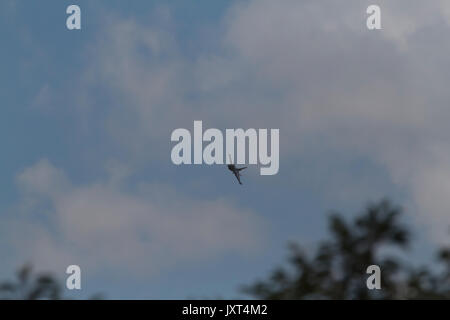 Biggin Hill, Regno Unito. 17 Ago, 2017. F belga16 jet da combattimento pratiche su Biggin Hill prima al Festival di Volo Volo Airshow Visualizzare questa impostazione weekend fuori casa e gli allarmi delle auto in Biggin Hill Valley Credit: Keith Larby/Alamy Live News Foto Stock