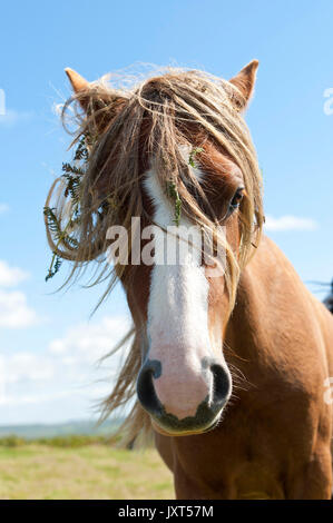 Mynydd Epynt, Powys, Regno Unito. Il 17 agosto 2017. Regno Unito Meteo. Welsh pony sono visibili sul Mynydd Epynt brughiera vicino a Builth Wells in Powys su un raffinato ma ventoso giorno. © Graham M. Lawrence/Alamy Live News. Foto Stock