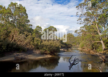 Il fiume Derwent vicino le sue sorgenti presso il lago St Clair Foto Stock