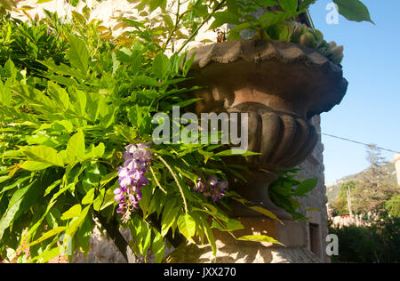 Vaso di Ceramica con fiori su un muro di pietra, Valldemossa, Maiorca, SPAGNA Foto Stock