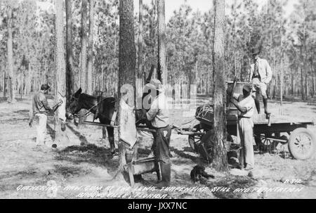 Ritratto di tre uomini afro-americani che raccolgono gomme crude dagli alberi alla piantagione di Lewis a Brooksville, Florida, mentre un uomo bianco adatto si erge su un carro che guarda gli uomini, 1920. Foto Stock