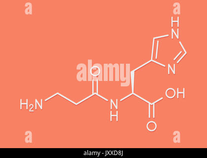 La carnosina (L-carnosina) Integratore alimentare molecola. Formula di scheletro. Foto Stock