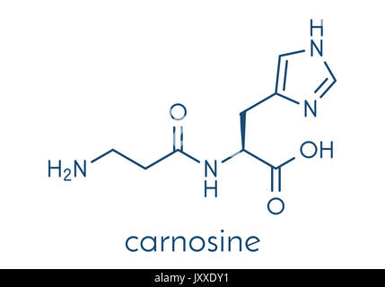 La carnosina (L-carnosina) Integratore alimentare molecola. Formula di scheletro. Foto Stock