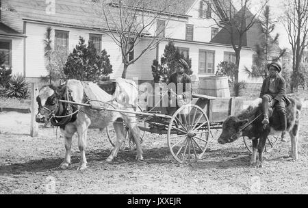 Un bambino afro-americano sta cavalcando su un buggy che è tirato da una mucca davanti o una casa grande, un altro bambino afro-americano è seduto su un vitello accanto al buggy, 1920. Foto Stock