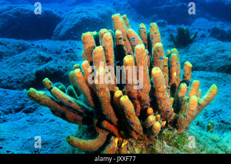 Tubo giallo spugne, Aplysina aerophoba, Gökova Bay Turchia Foto Stock