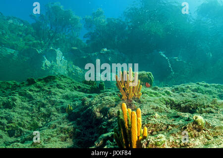 Tubo giallo spugne, Aplysina aerophoba, Gökova Bay Turchia Foto Stock