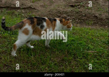 Il gatto domestico stalking closeup Foto Stock