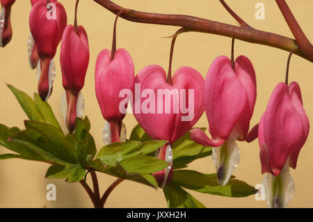 Cuore di sanguinamento, Dicentra Spectabilis, cuore d'Oro Foto Stock