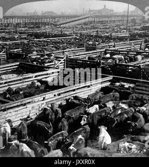 Die 'grande Unione Stock Yards' a Chicago, Illinois, der größte Lebendviehmarkt der Welt, STATI UNITI D'AMERICA, 1903. La grande Unione Stock yard a Chicago, Illinois - live più grande mercato azionario nel mondo, STATI UNITI D'AMERICA, 1903. Foto Stock