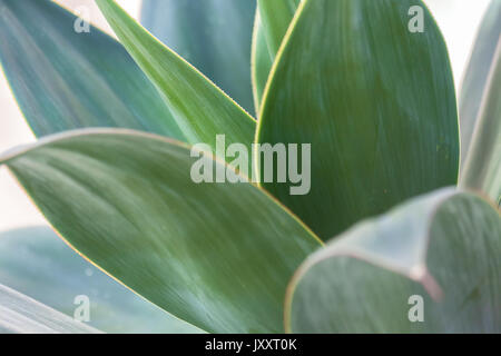 Primo piano di una specie di agave, Agave attenuata. Foto Stock