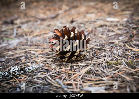 Pigna sul suolo coperto da aghi, sullo sfondo della natura Foto Stock