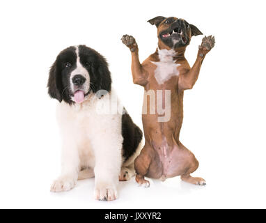Cucciolo e landseer staffie davanti a uno sfondo bianco Foto Stock