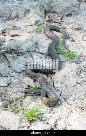 Biscia, Natrix natrix, il Delta del Danubio, Romania, inanellati snake o acqua snake, Eurasian non-serpente velenoso, sulla banca del fiume Foto Stock