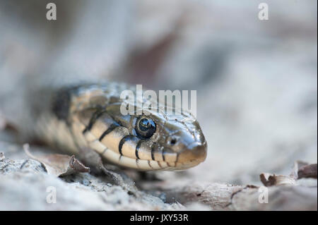 Biscia, Natrix natrix, il Delta del Danubio, Romania, inanellati snake o acqua snake, Eurasian non-serpente velenoso, sulla banca del fiume Foto Stock