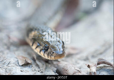 Biscia, Natrix natrix, il Delta del Danubio, Romania, inanellati snake o acqua snake, Eurasian non-serpente velenoso, sulla banca del fiume Foto Stock