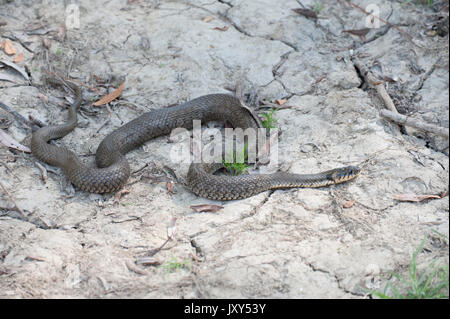 Biscia, Natrix natrix, il Delta del Danubio, Romania, inanellati snake o acqua snake, Eurasian non-serpente velenoso, sulla banca del fiume Foto Stock