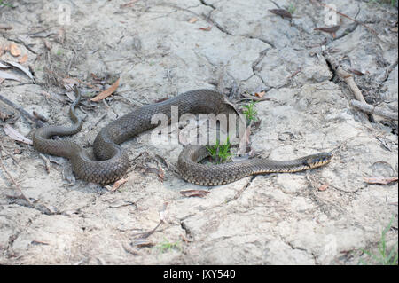 Biscia, Natrix natrix, il Delta del Danubio, Romania, inanellati snake o acqua snake, Eurasian non-serpente velenoso, sulla banca del fiume Foto Stock