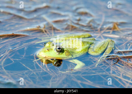 Piscina Rana Rana lessonae, il Delta del Danubio, Romania, galleggiante in acqua, Foto Stock