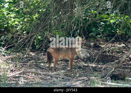 Jackal europea, Canis aureus moreoticus, il Delta del Danubio, Romania, jackal caucasico o reed Wolf, sottospecie di golden jackal nativa per l' Europa sudorientale