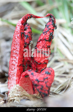 Il polpo Stinkhorn o Devil's dita, funghi, Clathrus archeri, Monti Fagaras, Transilvania Alpi Carpazi, Romania Foto Stock