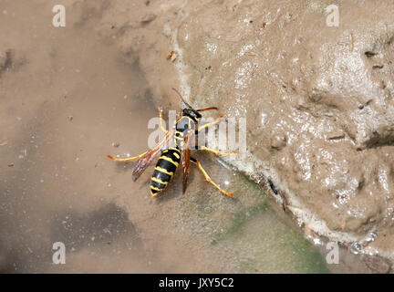 Carta Wasp, Polistes gallicus, Romania, acqua potabile a pozza, Polistes foederatus, Foto Stock