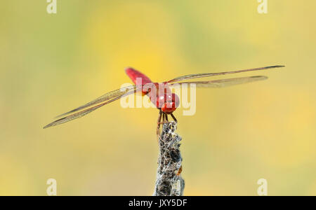 Scarlet dragonfly, Crocothemis erythraea, maschio, appollaiato sul ramo, Romania, noto anche come ampia Scarlet, comune Scarlet Darter, Scarlet Darter, famiglia Foto Stock