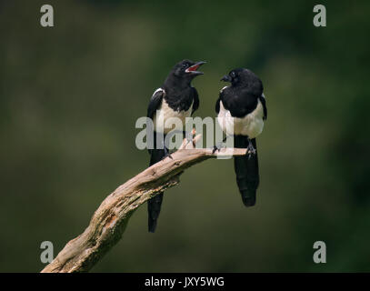 Coppia di Eurasian gazza, comune gazza, Pica pica, su stick Foto Stock