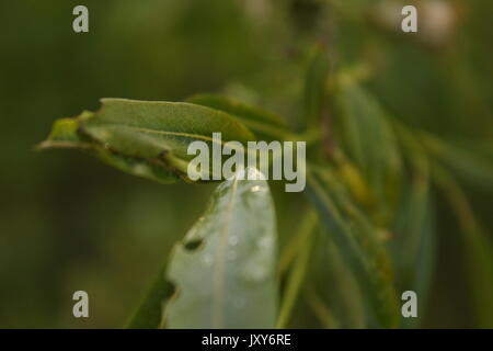 Piante verdi in crescita. Foto Stock