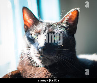 Gatto nero pone in una sunbeam Foto Stock