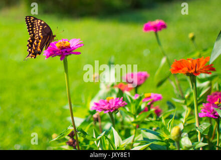 Tigre orientale terre a coda di rondine su una rosa zinnia fiore Foto Stock