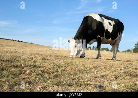 Siccità nella regione Lorraine. Holstein pascolo del bestiame in un campo di breve erba secca (2015/08/02) Foto Stock