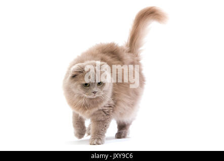 LILAC SELF HIGHLAND FOLD o lilla SELF SCOTTISH FOLD LONGHAIR FEMMINA Foto Stock