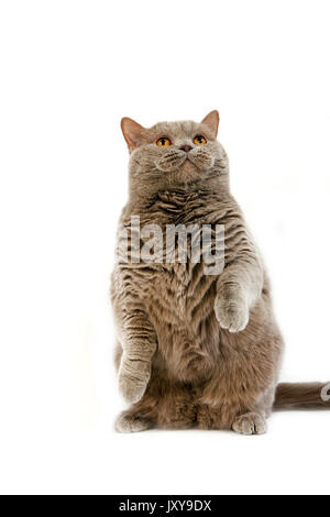 LILAC SELF British Shorthair CAT, femmina in piedi sulle zampe posteriori Foto Stock