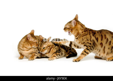 BROWN Spotted Tabby con marmo brown tabby bengala Gatto domestico, in posizione dominante e presentazione Foto Stock