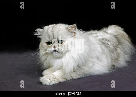 Argento cincillà gatto persiano adulto paura Foto Stock