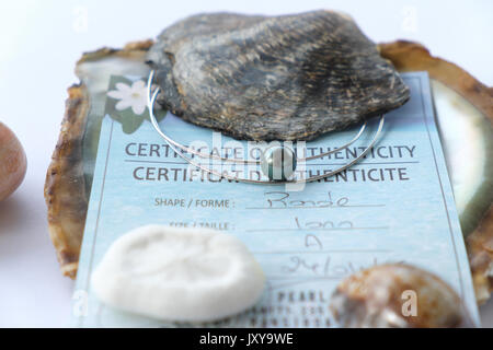 Coltivate perla da Polynesia visualizzati in una perla oyster. Perle o perle nere, con una garanzia del certificato di origine Foto Stock