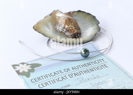 Coltivate perla da Polynesia visualizzati in una perla oyster. Perle o perle nere, con una garanzia del certificato di origine Foto Stock