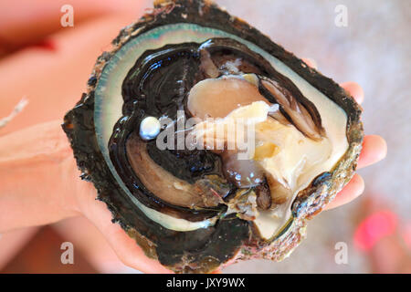 Coltivate perla da Polynesia visualizzati in una perla oyster. Perle o perle nere, con una garanzia di origine Foto Stock