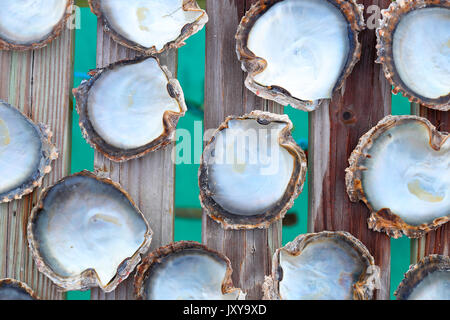 Coltivate perla da Polynesia visualizzati in una perla oyster. vuoto pearl oyster gusci Foto Stock