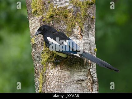 Eurasian gazza, comune gazza, Pica pica, appollaiato su argento betulla tronco di albero Foto Stock