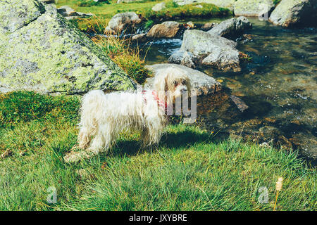 Cane bianco stand in un prato vicino al lago Foto Stock