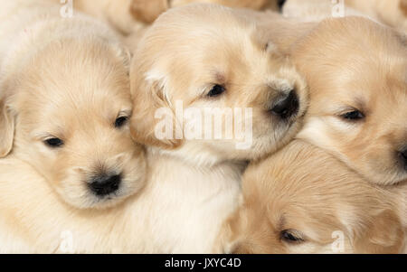 Gruppo di 4 settimane vecchio Golden Retriever cuccioli Foto Stock